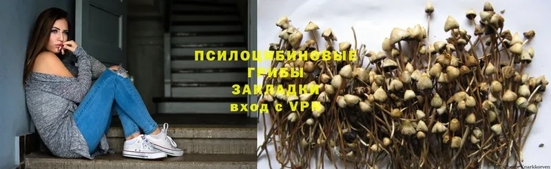 Галлюциногенные грибы Psilocybe  наркотики  Кимры 